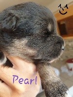 Pearl Suzu musta