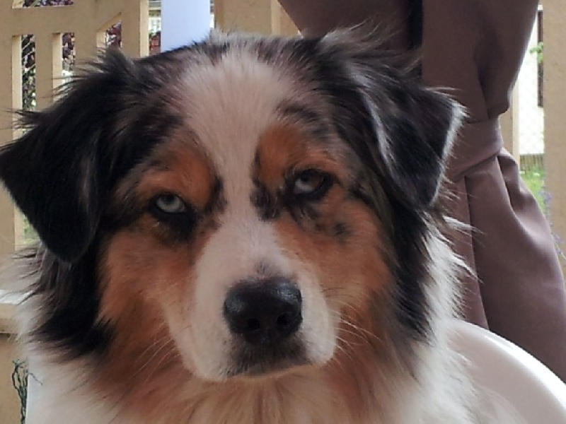 Opal Aussie Dream machine dite dhelyss