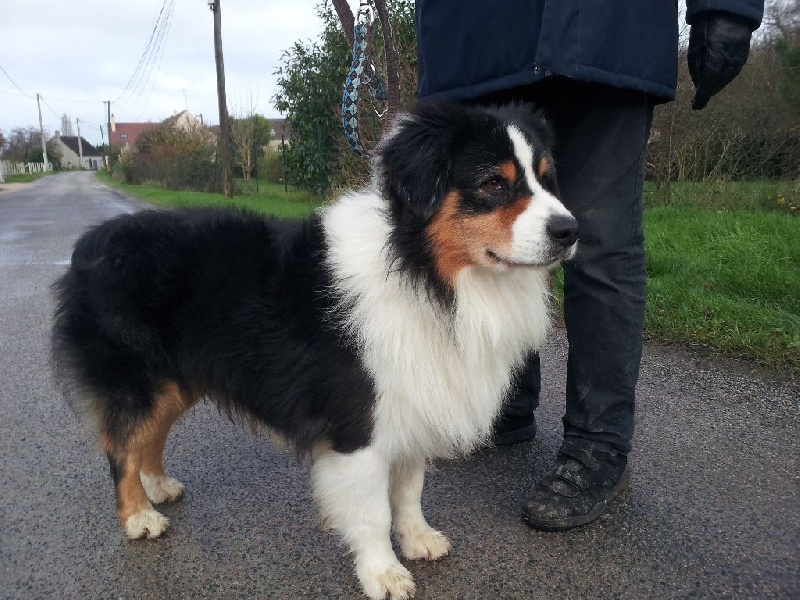 Gere black Du Cheptel De Dhelyskan