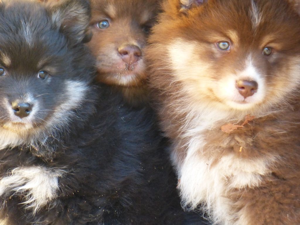 Ses chiots