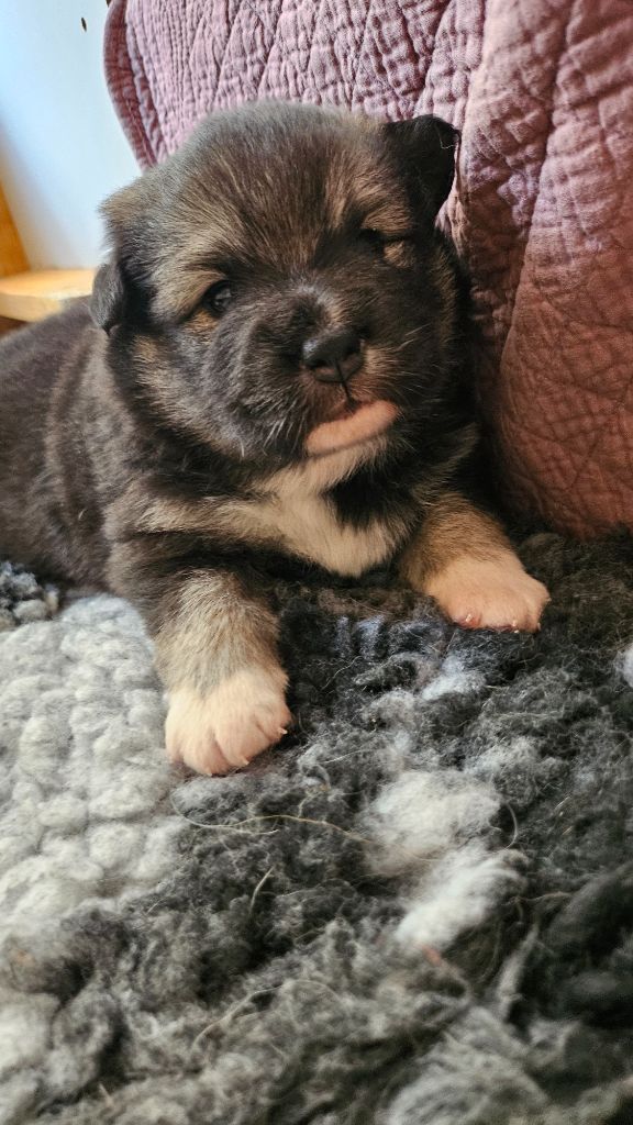 Du Cheptel De Dhelyskan - Chiots disponibles - Chien finnois de Laponie
