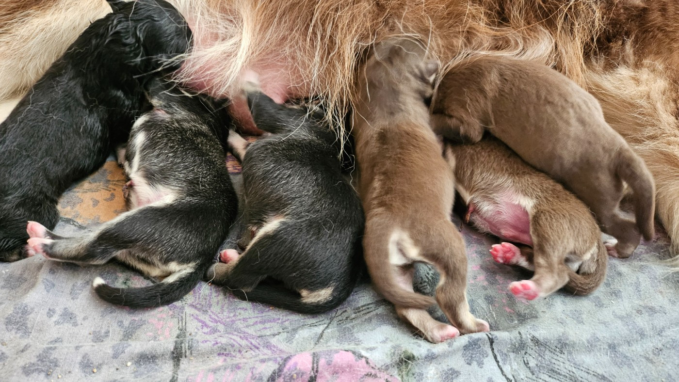 Du Cheptel De Dhelyskan - Chiots disponibles - Chien finnois de Laponie