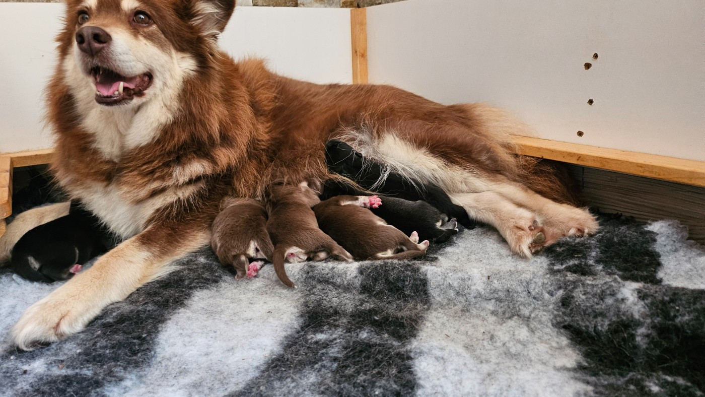 Du Cheptel De Dhelyskan - Chiots disponibles - Chien finnois de Laponie