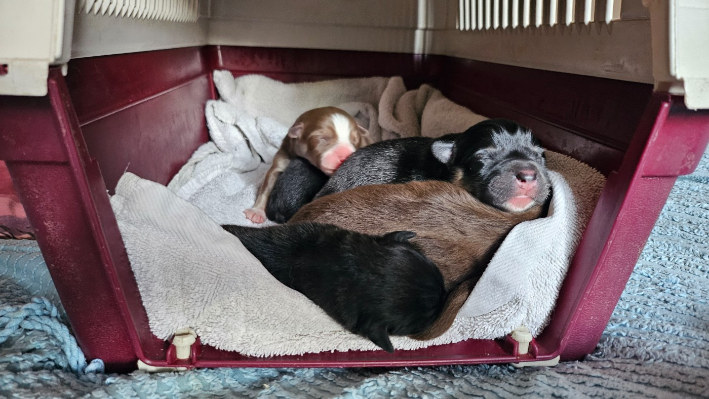 Du Cheptel De Dhelyskan - Chiots disponibles - Chien finnois de Laponie