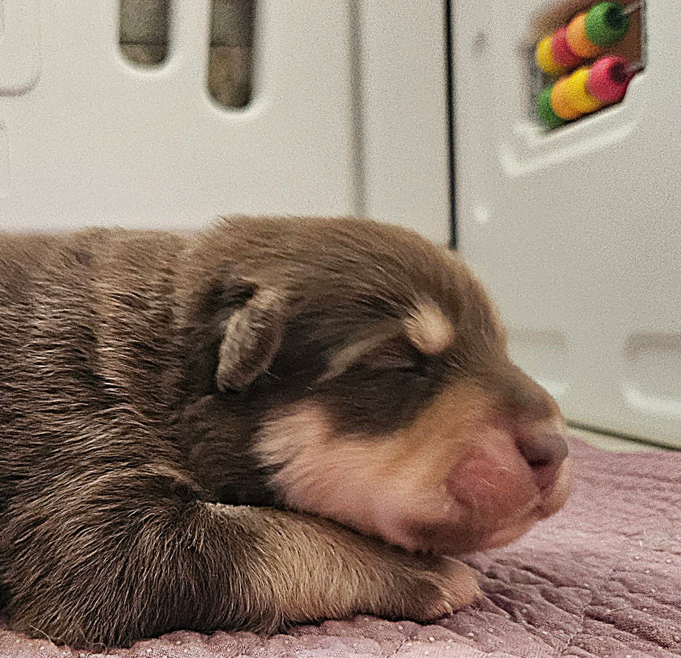 BOREALYS BJÖRN