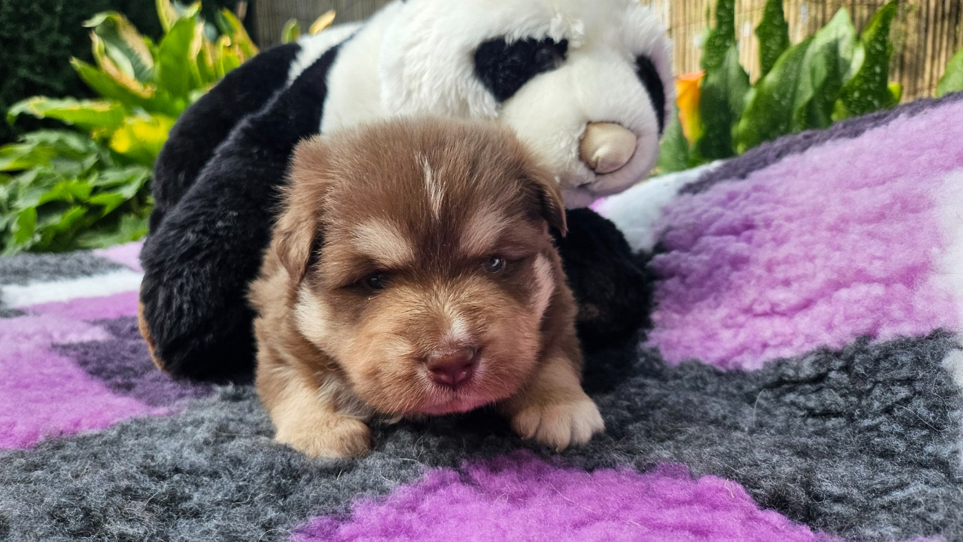 Du Cheptel De Dhelyskan - Chiots disponibles - Chien finnois de Laponie