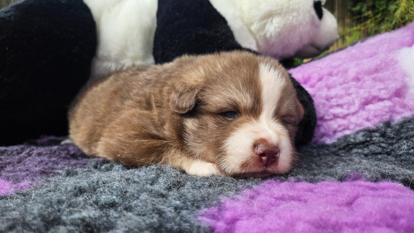 Du Cheptel De Dhelyskan - Chiots disponibles - Chien finnois de Laponie