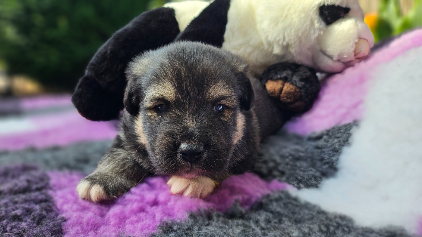 Du Cheptel De Dhelyskan - Chiots disponibles - Chien finnois de Laponie