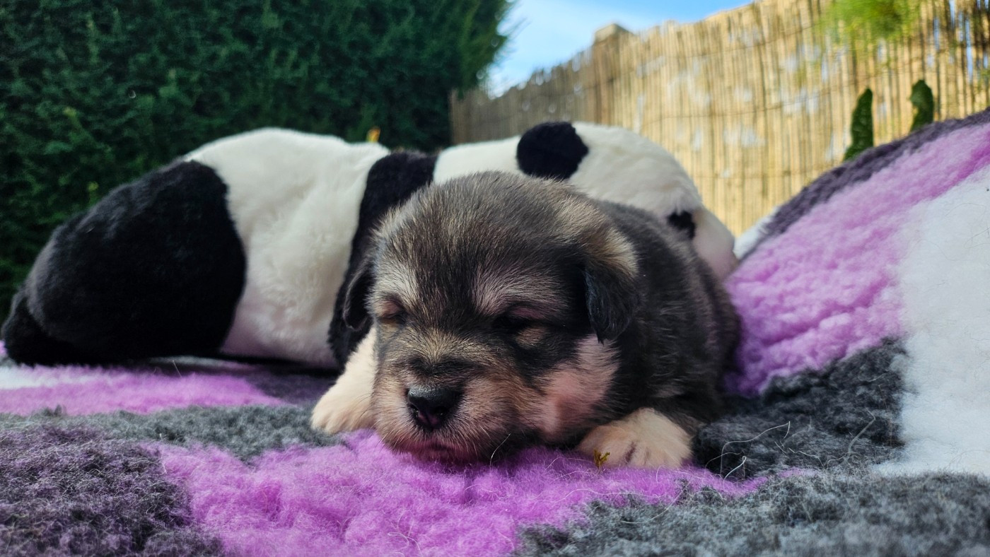 Du Cheptel De Dhelyskan - Chiots disponibles - Chien finnois de Laponie
