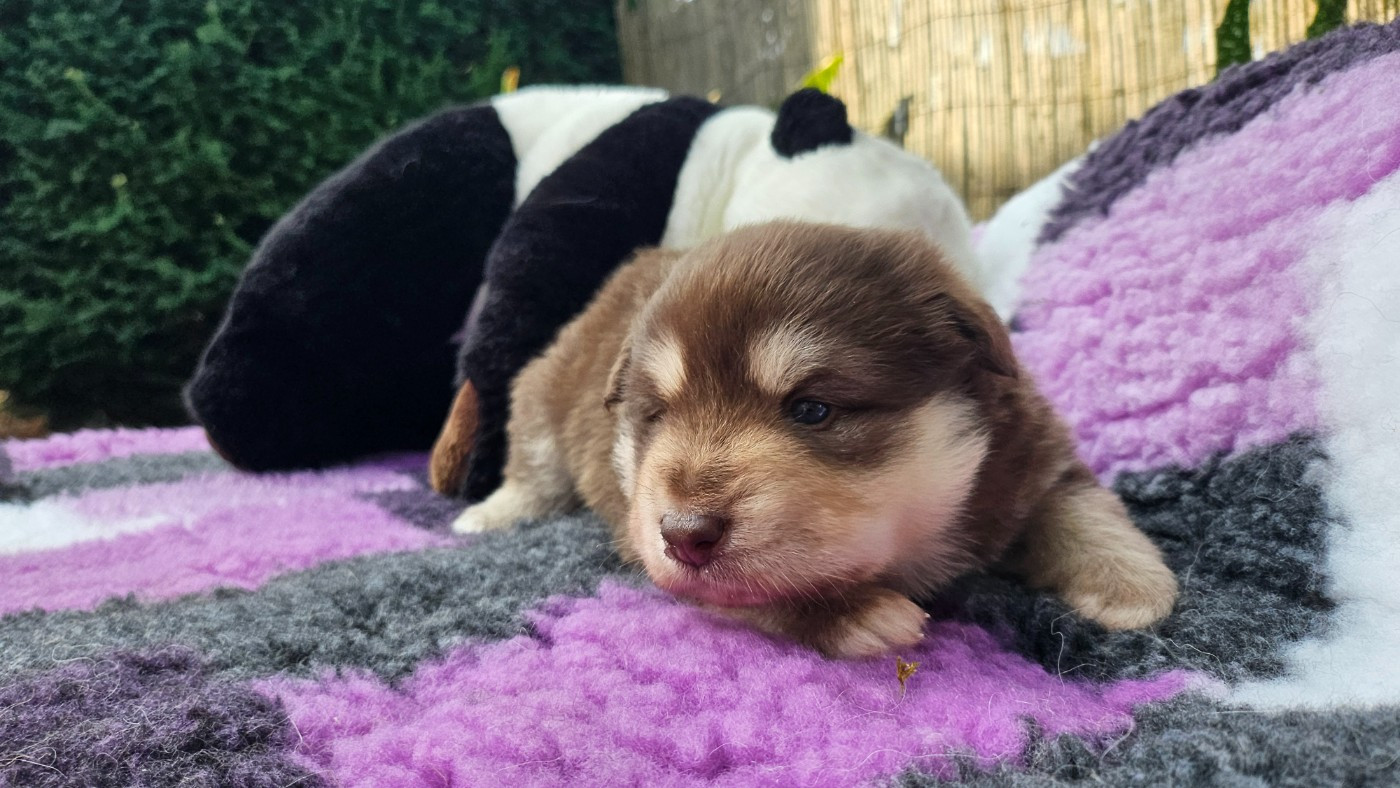 Du Cheptel De Dhelyskan - Chiots disponibles - Chien finnois de Laponie