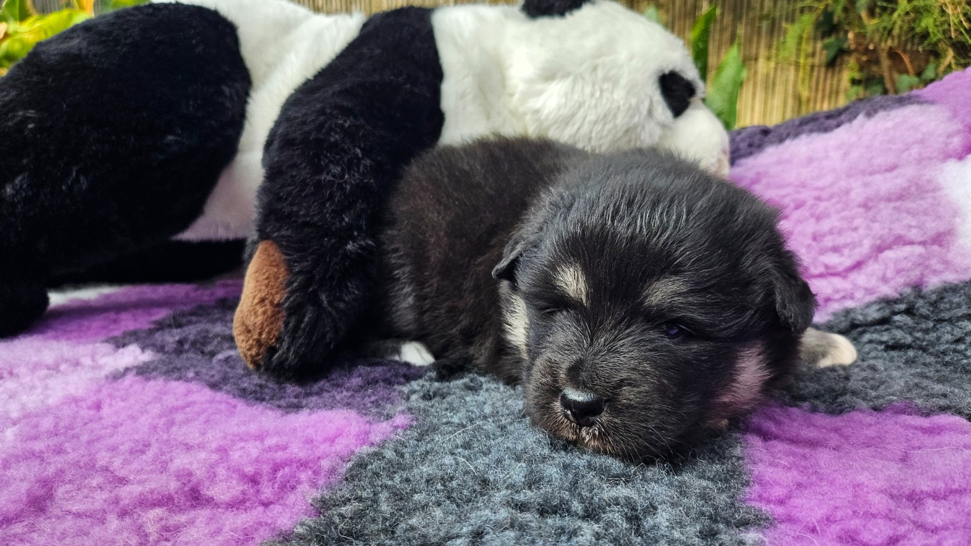 Du Cheptel De Dhelyskan - Chiots disponibles - Chien finnois de Laponie