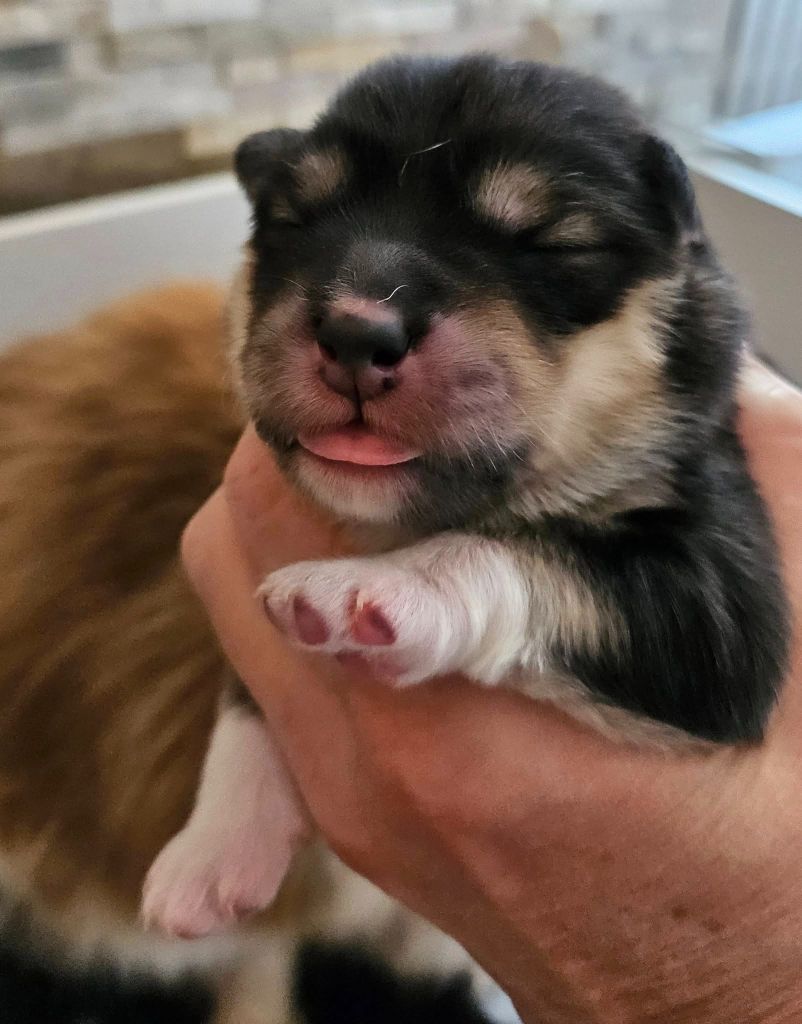 Du Cheptel De Dhelyskan - Chiots disponibles - Chien finnois de Laponie