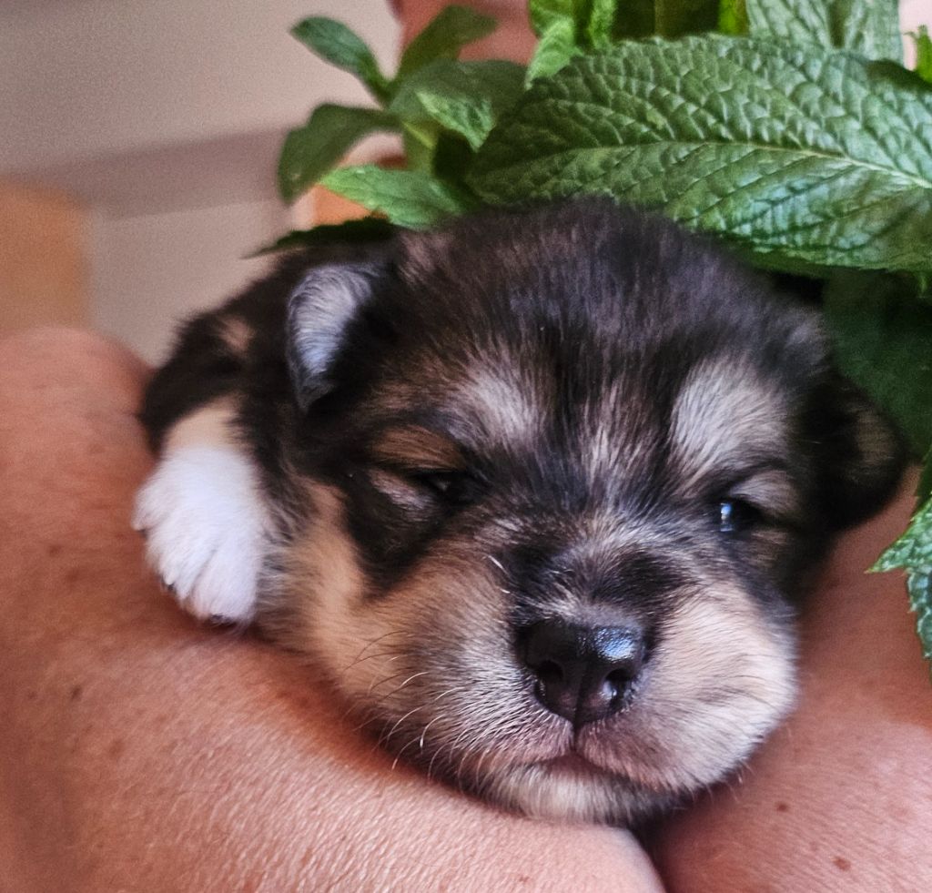 Du Cheptel De Dhelyskan - Chiots disponibles - Chien finnois de Laponie