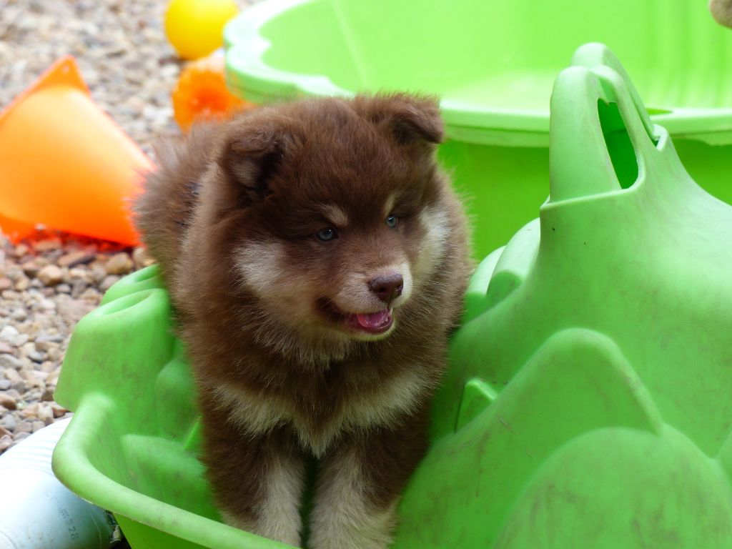 Chiot Chien finnois de Laponie Du Cheptel De Dhelyskan