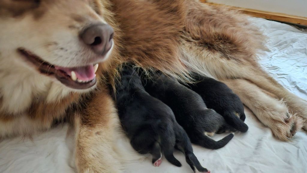 Chiot Chien finnois de Laponie Du Cheptel De Dhelyskan