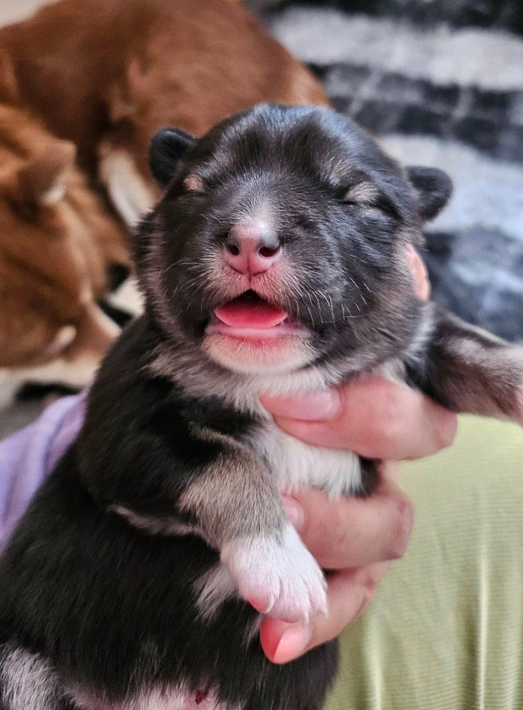 Du Cheptel De Dhelyskan - Chiots disponibles - Chien finnois de Laponie