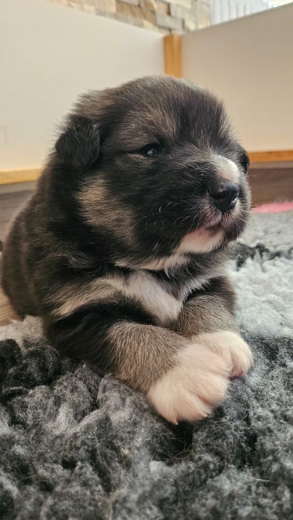 Du Cheptel De Dhelyskan - Chiots disponibles - Chien finnois de Laponie