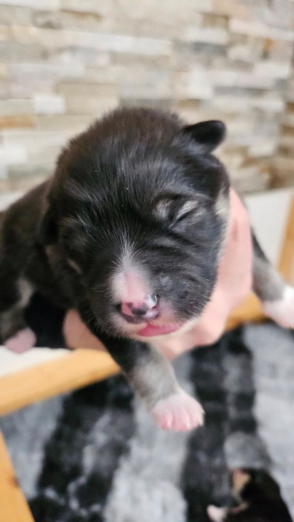 Du Cheptel De Dhelyskan - Chiots disponibles - Chien finnois de Laponie